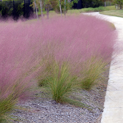 roze haargras (Muhlenbergia-capillaris)