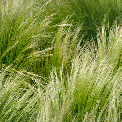 vedergras (Stipa-tenuifolia-Pony-Tails)