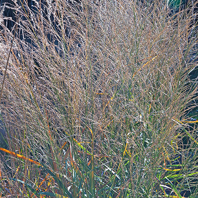 vingergras (Panicum-virgatum-Prairie-Sky)