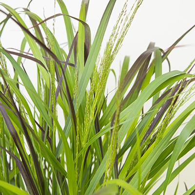 vingergras (Panicum-virgatum-Squaw)