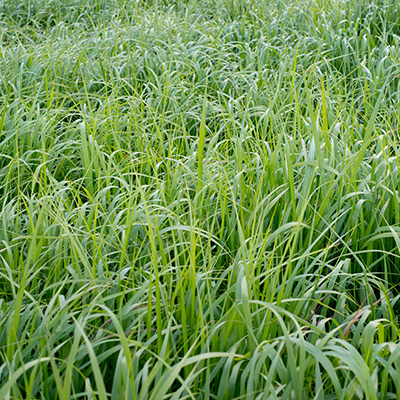 vingergras (Panicum-virgatum-Strictum-Compactum)