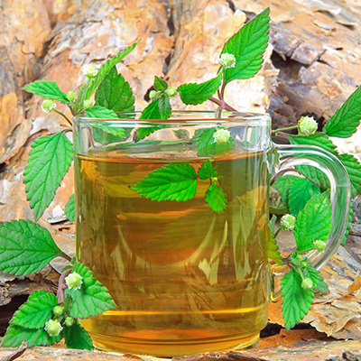 aztekenkruid / azteeks zoetkruid (Lippia dulcis)