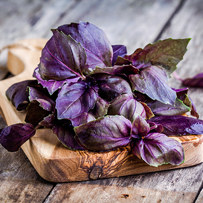 basilicum rood (Ocimum Purpurascens)