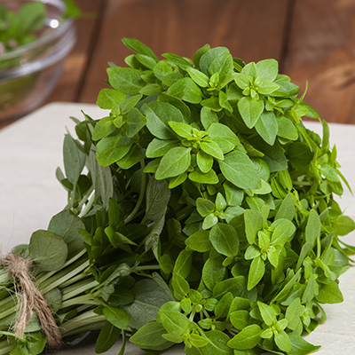 fijne (pot-) basilicum. (Ocimum Basilicum var. Bascuro)