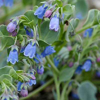 oesterblad / oesterkruid (Mertensia maritima)