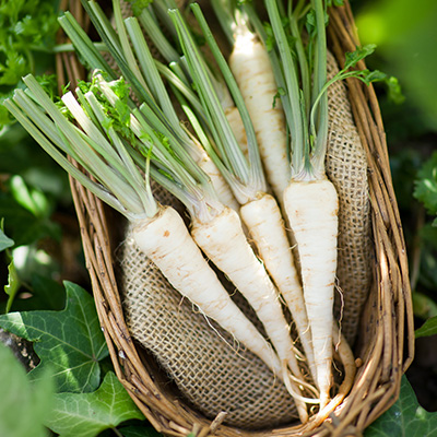 wortelpeterselie (rooted parsley)