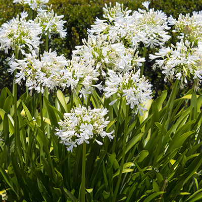 Afrikaanse-lelie-(Agapanthus-africanus-Albus)