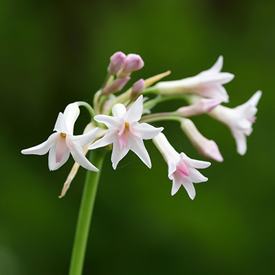 Kaapse-knoflook-(Tulbaghia-violacea-Alba)