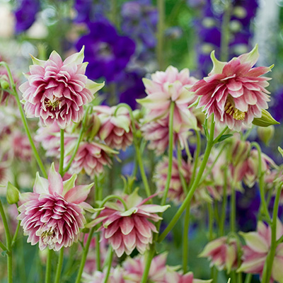 akelei-(Aquilegia-Nora-Barlow)