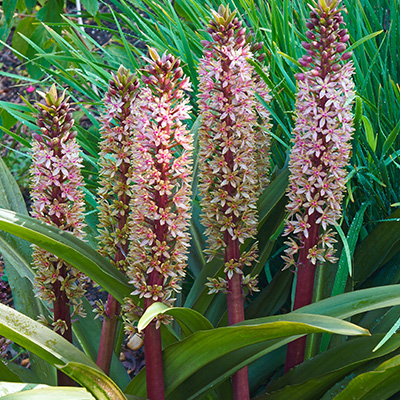 ananaslelie-(Eucomis-comosa-Sparkling-Rosy)