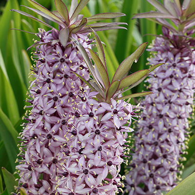 ananaslelie-(Eucomis-comosa)