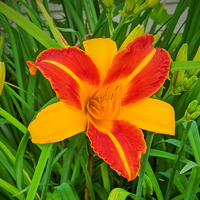 daglelie-(Hemerocallis-Eenie-Allegro)