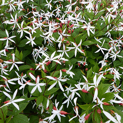 driebladige-braakwortelspirea-(Gillenia-trifoliata)