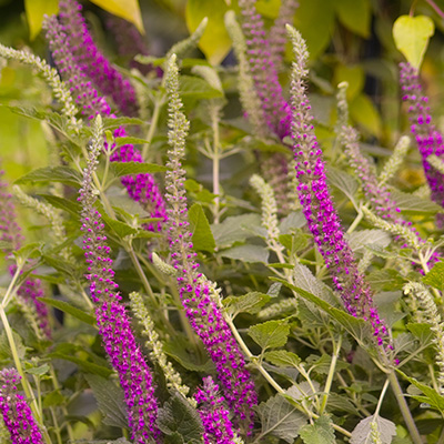 echte-gamander-(Teucrium-hyrcanicum-Paradise-Delight)