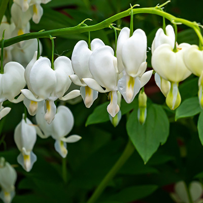 gebroken-hartje-(Dicentra-spectabilis-Alba)