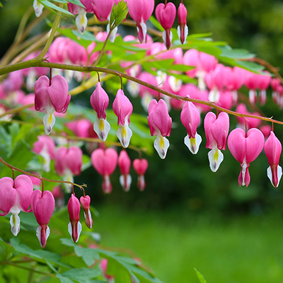 gebroken-hartje-(Dicentra-spectabilis)