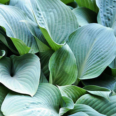 hartlelie-(Hosta-Blue-Mammoth)