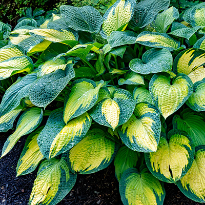 hartlelie-(Hosta-Pauls-Glory)