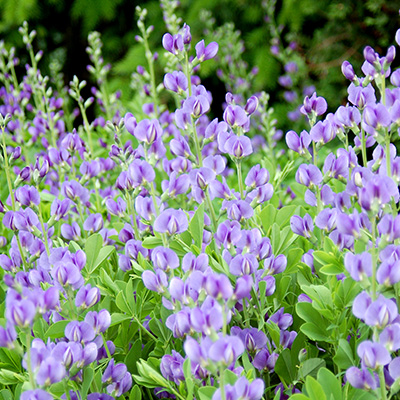 indogolupine-(Baptisia-Starlight-Prairie-Blues)