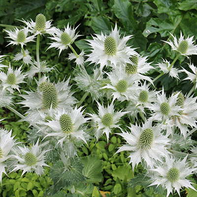 ivoordistel-(Eryngium-giganteum)