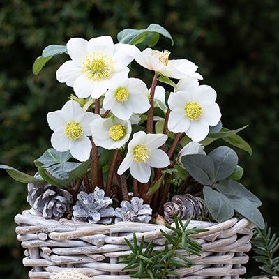 kerstroos-(Helleborus-niger)