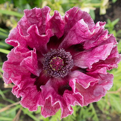 klaproos-(Papaver-orientale-Central-Park)