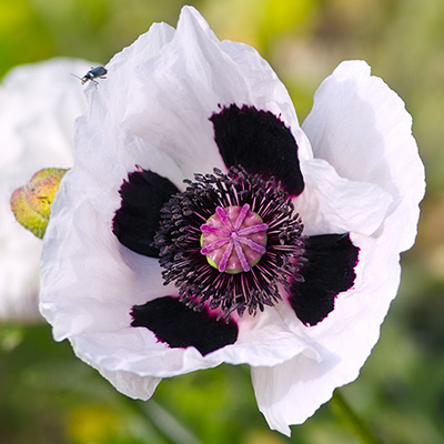 klaproos-(Papaver-orientalis-Royal-Wedding)