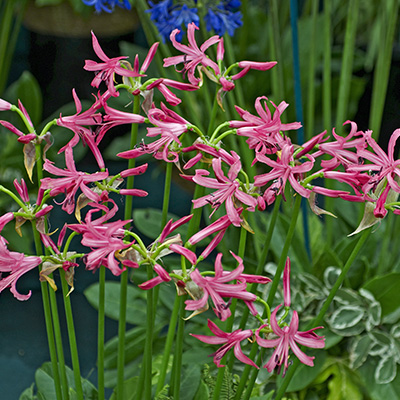 kliplelie-(Nerine-bowdenii)