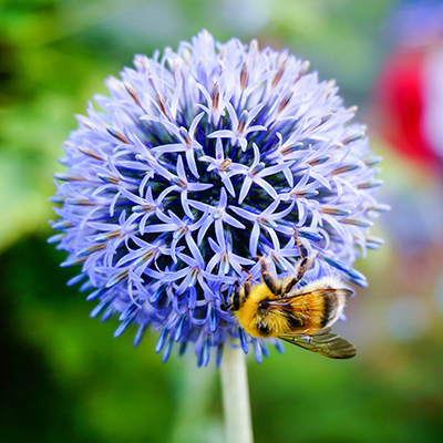 kogeldistel-(Echinops-bannaticus-Blue-Globe)