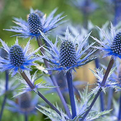 kruisdistel-(Eryngium-zabelii-Big-Blue)