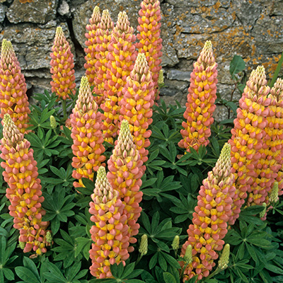 lupine-geel oranje (Lupinus-West Country Gladiator)