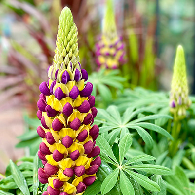 lupine-(Lupinus-West-Country-Manhattan-Lights)