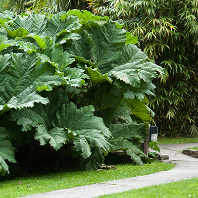 mammoetblad-(Gunnera-manicata)