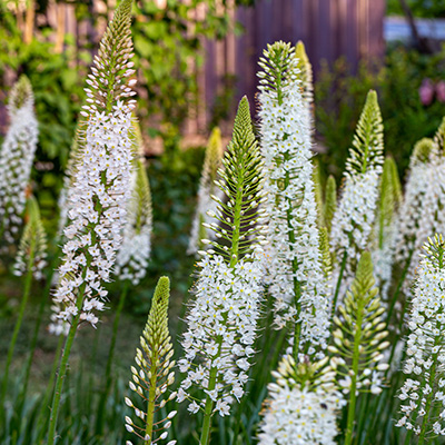 naald-van-Cleopatra-(Eremurus-robustus)