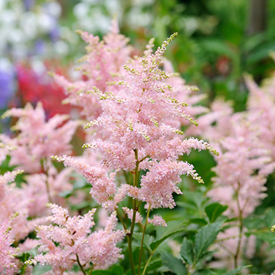 pluimspirea-(Astilbe-ardensii-Color-Flash)