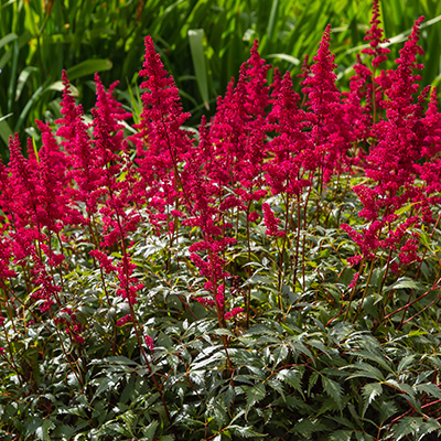 pluimspirea-(Astilbe-ardensii-Fanal)