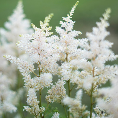 pluimspirea-(Astilbe-japonica-Deutschland)