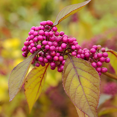 schoonvrucht-(Callicarpa-bodinieri-Profusion)