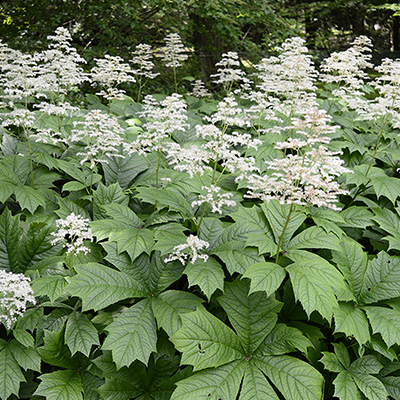 schout-bij-nacht-(Rodgersia-aesculifolia)