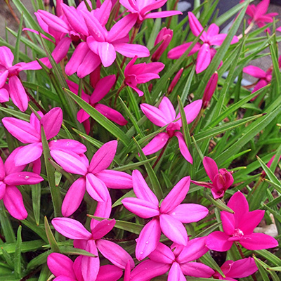 sterretjesgras-(Rhodohypoxis-milloides-paula)