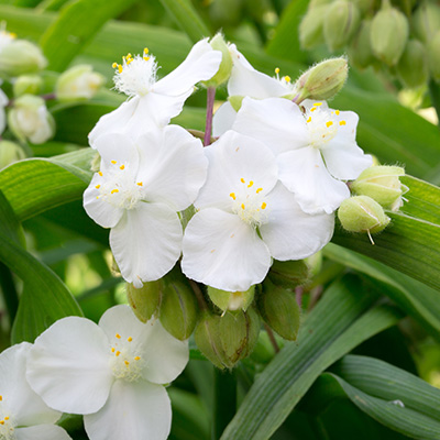 vaderplant-(Tradescantia-andersoniana-Innocence)