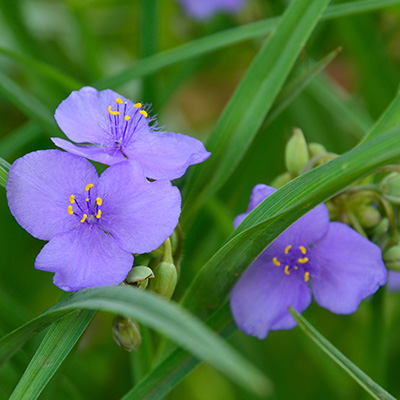 vaderplant-(Tradescantia-andersoniana-Ocean-Blue)