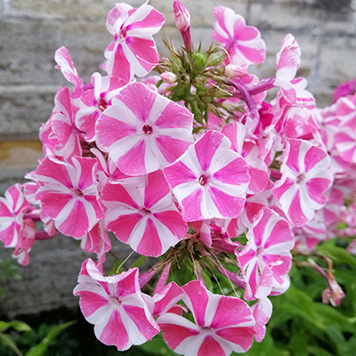 vlambloem-(Phlox-paniculata-Peppermint)