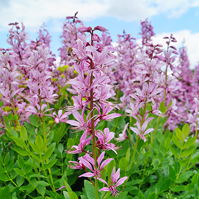 vuurwerkplant-(Dictamnus-albus-Purpureus)