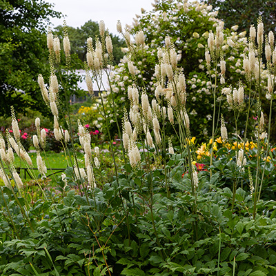 zilverkaars-(Actaea-simplex-white-pearl)