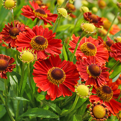 zonnekruid-(Helenium-Mariachi-TM-Salsa)