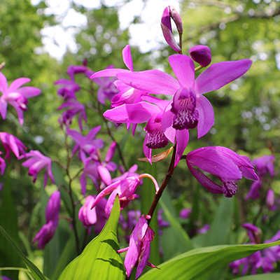 Japanse orchis / winterharde-tuinorchidee-(Bletilla-striata)