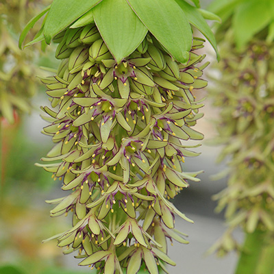 ananaslelie-(Eucomis-bicolor)