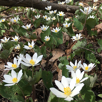 bloedwortel-(Sanguinaria-canadensis)