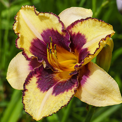 daglelie-(Hemerocallis-Calico-Jack)